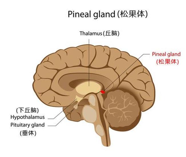 松果腺