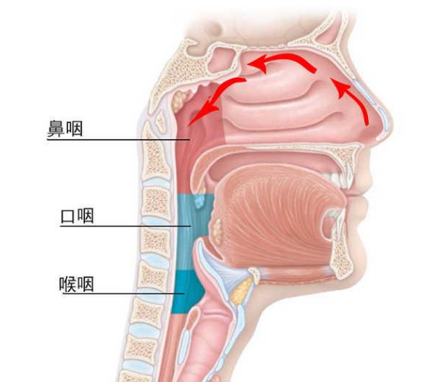 鼻腔