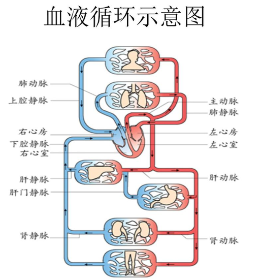 血液循環(huán)理論