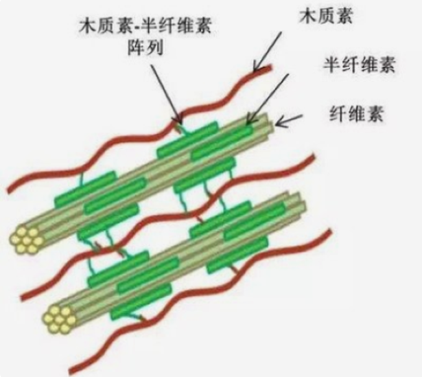 半纖維素