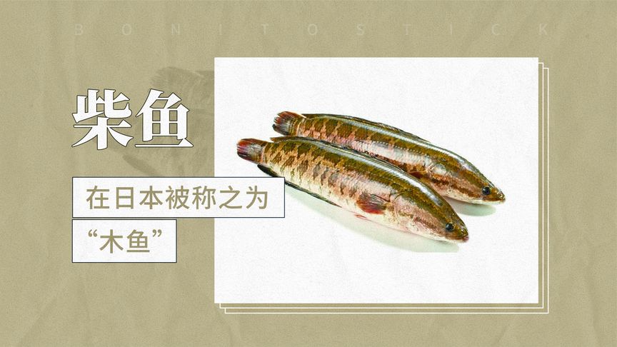 柴魚