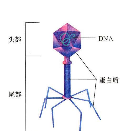 噬菌體