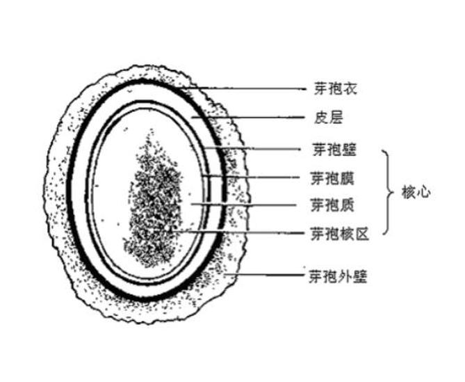 芽孢