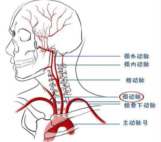 頸動(dòng)脈