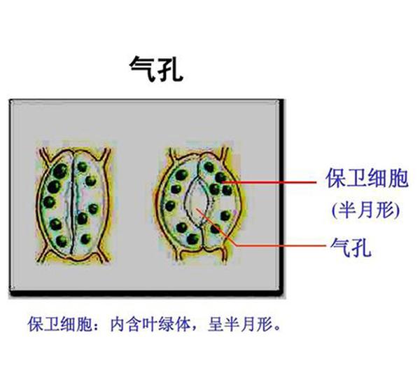 保衛(wèi)細(xì)胞