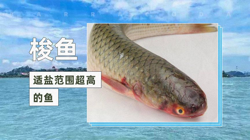 梭魚