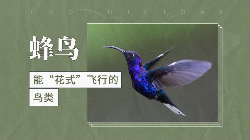 蜂鳥