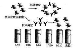 凝集試驗