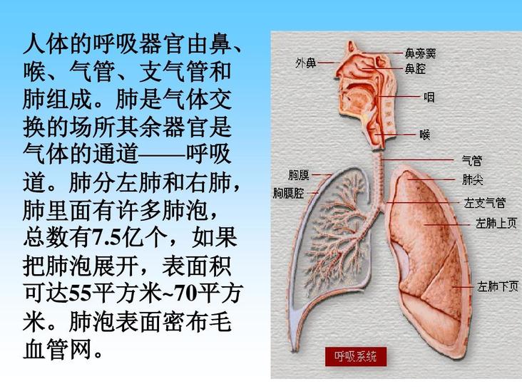 呼吸器官