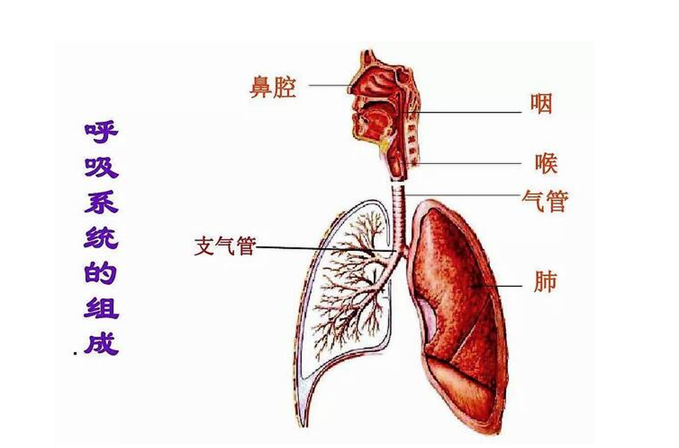 呼吸系統(tǒng)