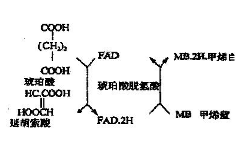 琥珀酸脫氫酶