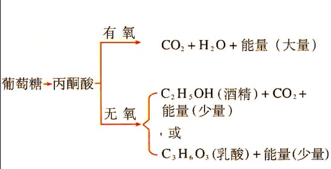 有氧呼吸