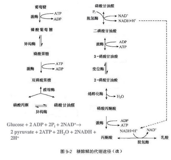 糖酵解途徑