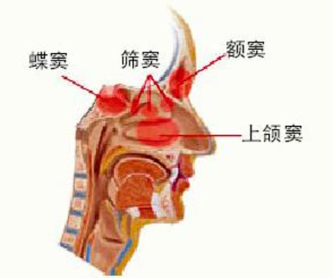 上頜竇炎