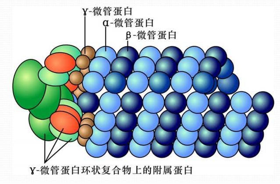 微管蛋白