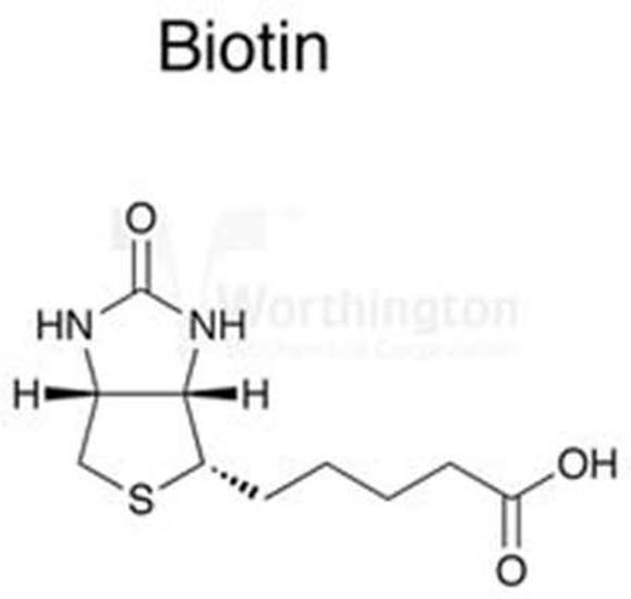 抗生物素蛋白