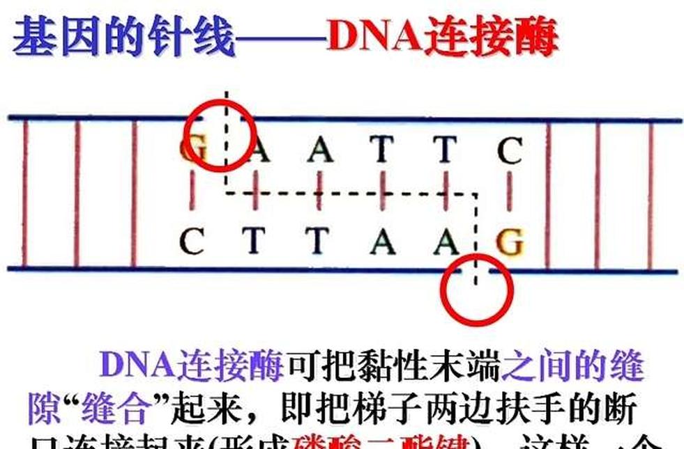 DNA連接酶