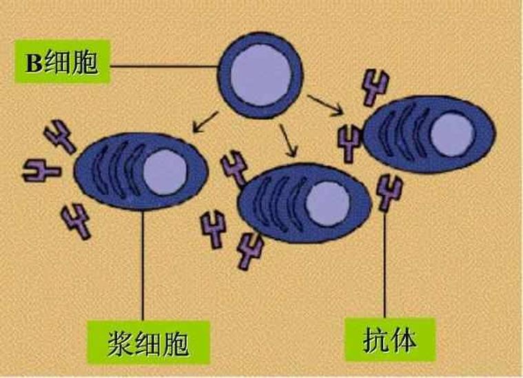 細(xì)胞表面抗原