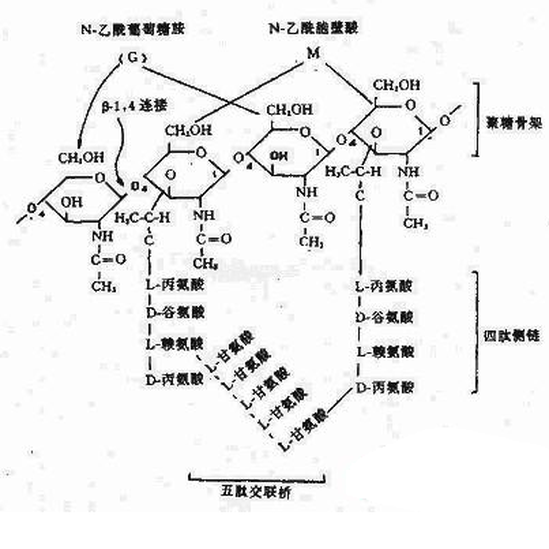 肽橋