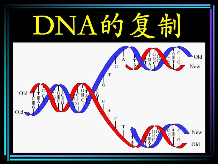 DNA復(fù)制