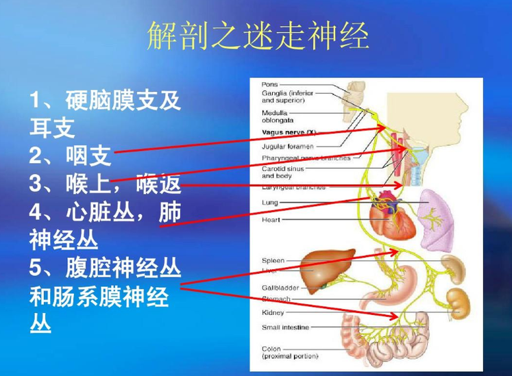 迷走神經(jīng)