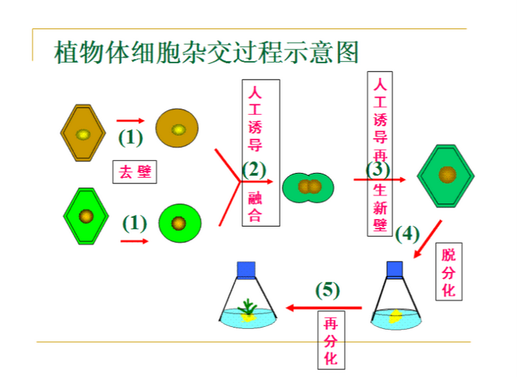 細(xì)胞雜交