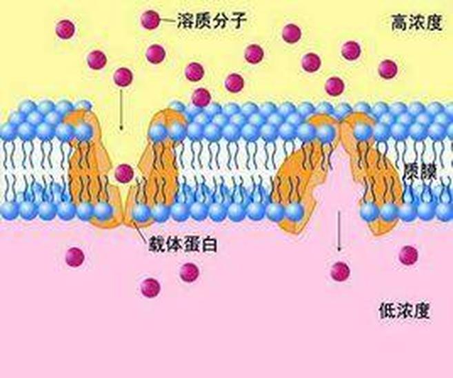 簡單擴散