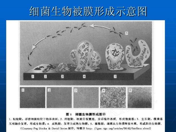 細(xì)菌生物被膜