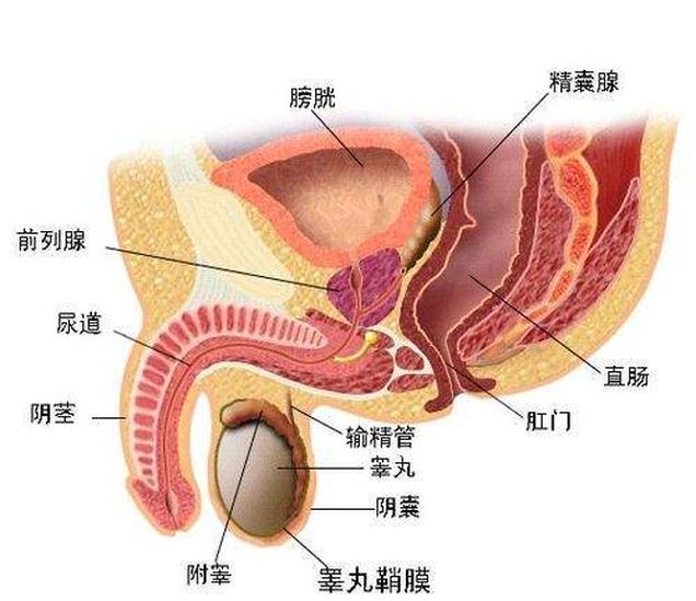 附睪