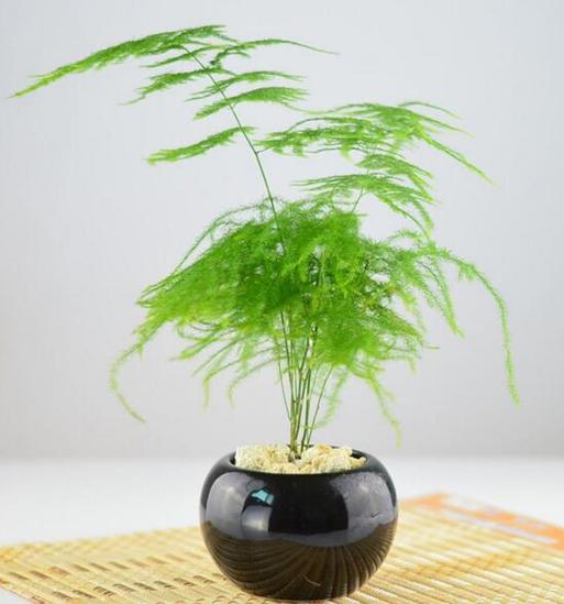 陰性植物