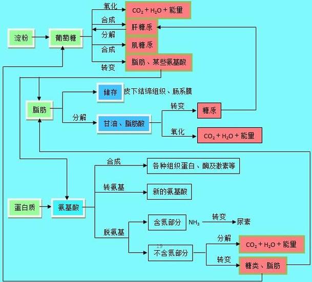 生酮氨基酸