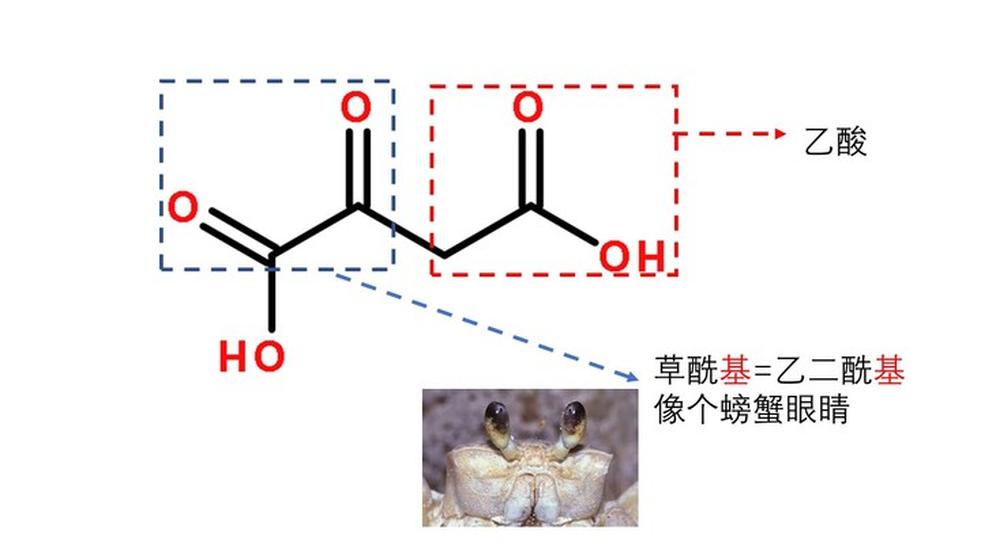 草酰乙酸