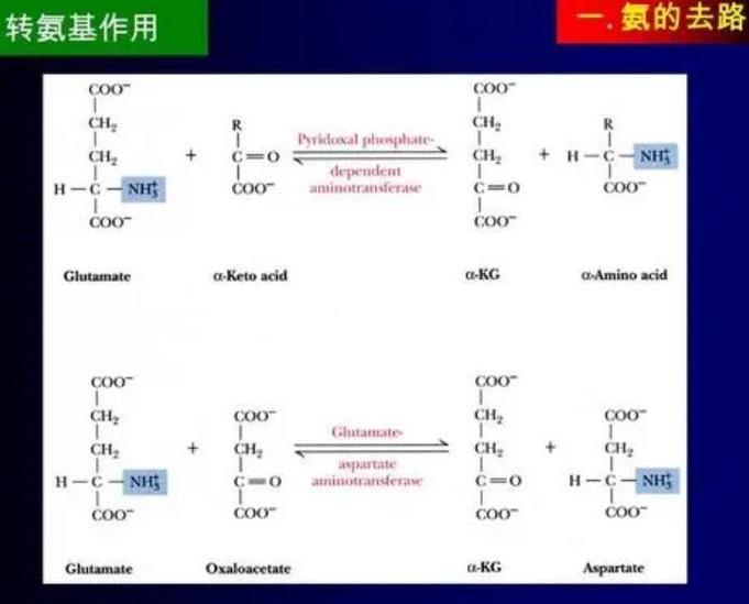 轉(zhuǎn)氨基作用