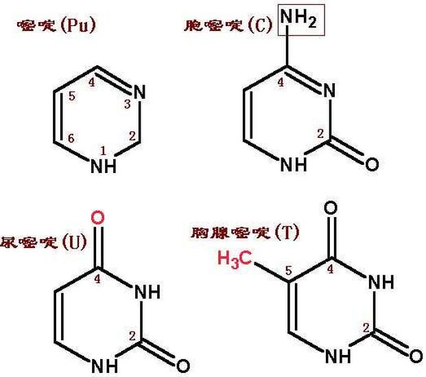 嘧啶堿基