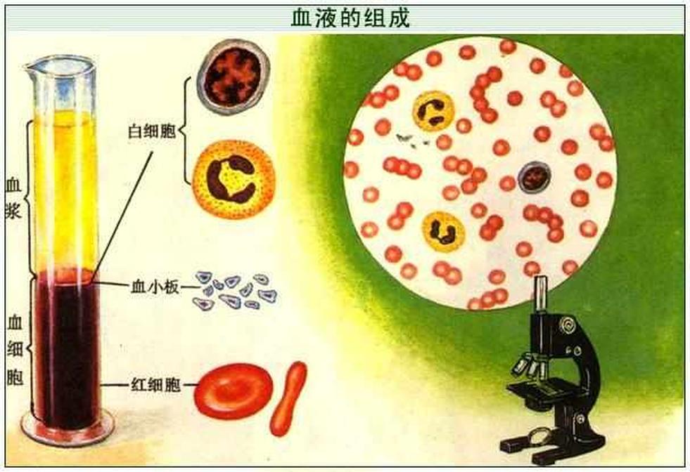 血漿蛋白質(zhì)