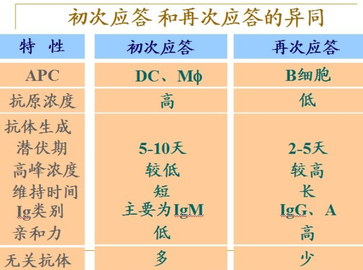 初次免疫應(yīng)答