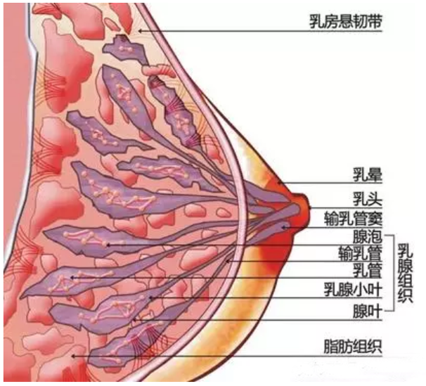 全乳房切除術(shù)