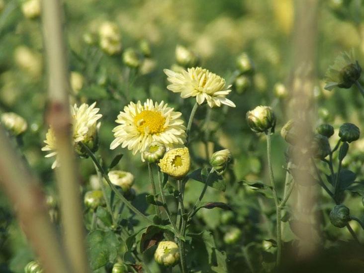 杭白菊