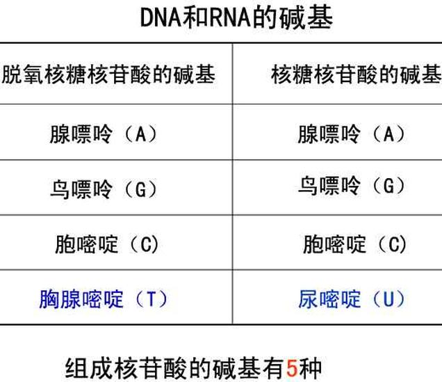 核堿基