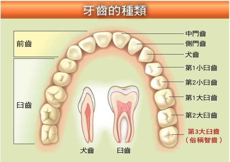 臼齒