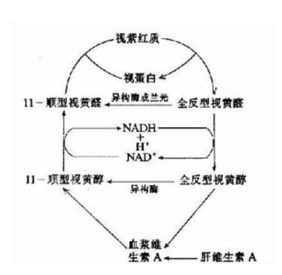 視黃醛