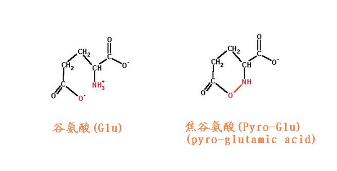 谷氨酸脫氫酶