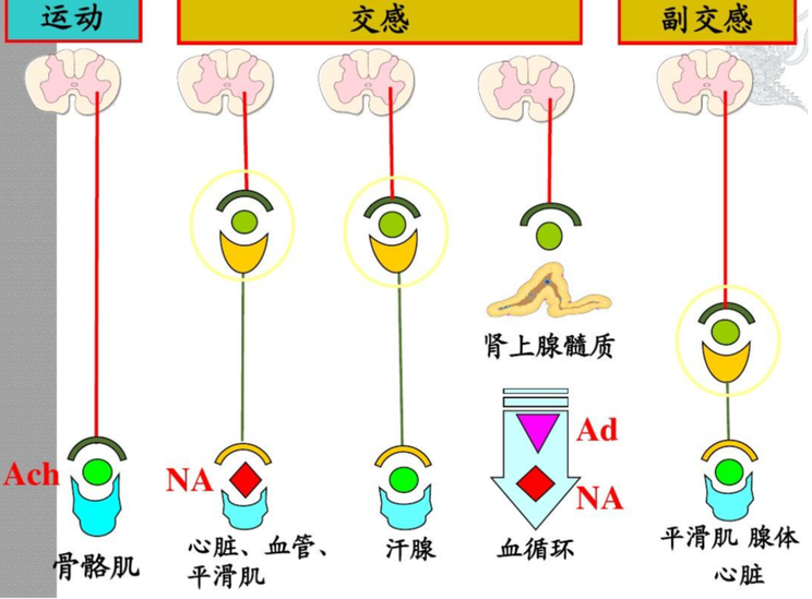 M膽堿受體