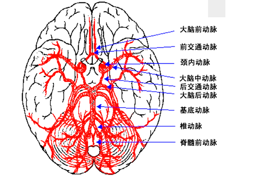 腦動(dòng)脈