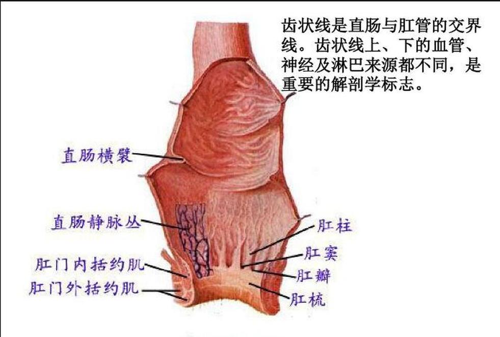 肛管