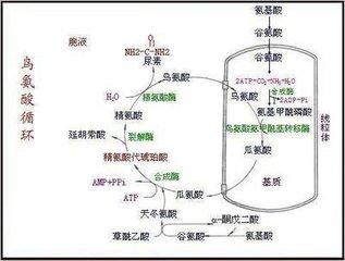 鳥氨酸循環(huán)