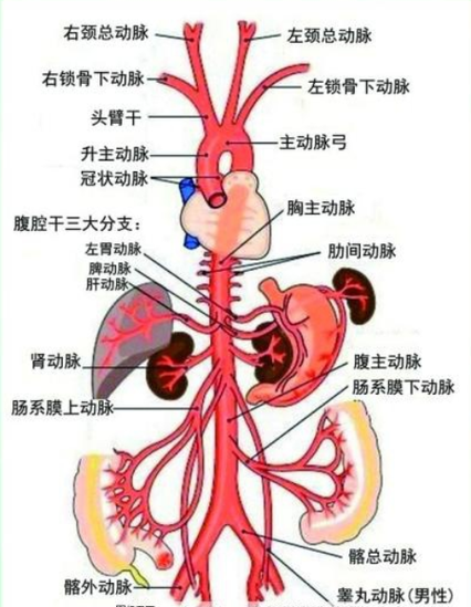 腹主動脈