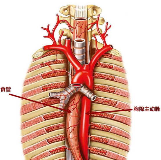 主動(dòng)脈