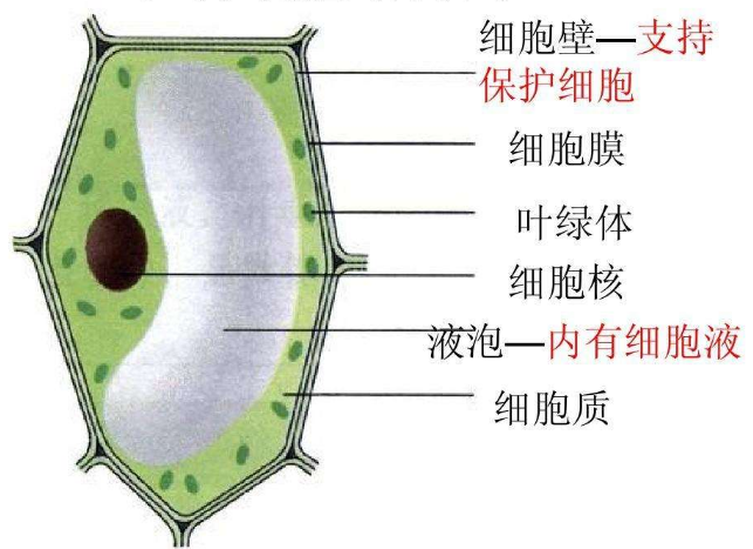 植物細(xì)胞壁