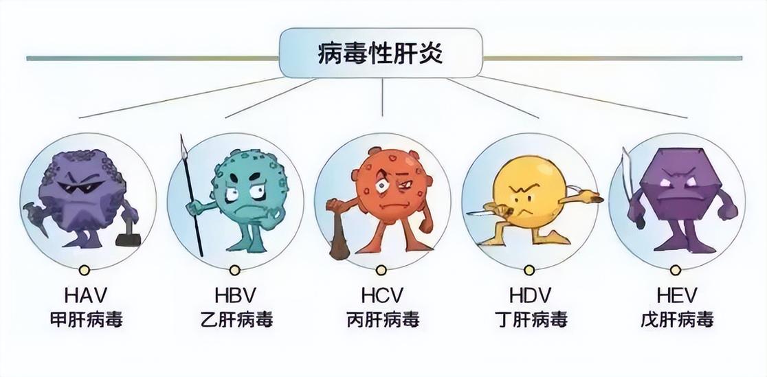 肝炎病毒